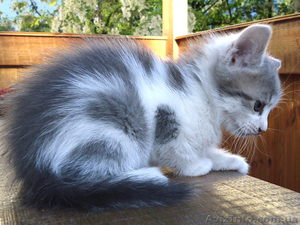 Милый котенок для заботливого хозяина #1113111