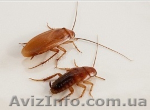 Туркменский таракан Shelfordella tartara  #1116505