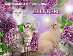 Вислоушки и прямоушки - шотландские котята #1123852