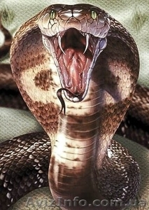 Приглашаем на занятия по Универсальной системе уличного боя #1120530