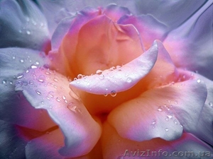 Индивидуальное обучение массажу все виды. Общеоздоровительный,  расслабляющий #1117873