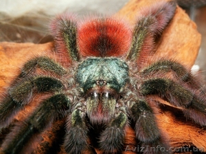 Авикулярия версиколор  #1116954