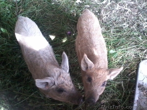 Продаю свині венгерські мангалиці пухові #1119190