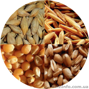 ; купим рапс  пшеницу  сою  кукурузу  ячмень  подсолнечник #1117246