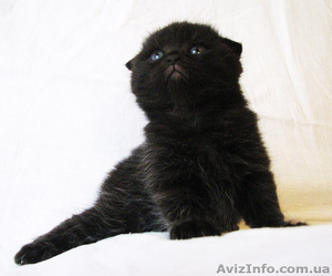 Очаровательная брюнетка #1118446