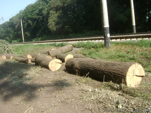 Куплю дуб кругляк #1139328