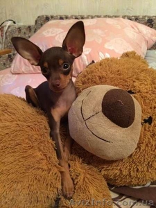 Продам щенка той терьера. 4 месяца. #1137439