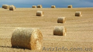 Продам сено оптом,  в наличии 30 тонн. Звони. #1139963