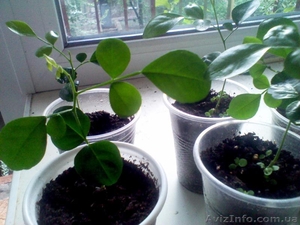 Мурайя цветущая (Муррайя,  Murraya exotica,  M. paniculata) #1127123