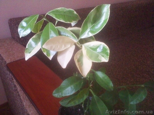 Вариегатный каламондин (Citrofortunella microcarpa) #1127124