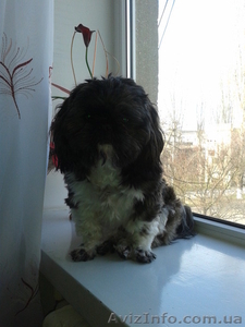 Потерялась собака. вознаграждение!!! #1137180