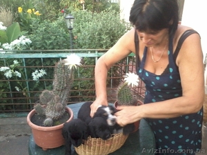 Щенки спаниеля! #1133423