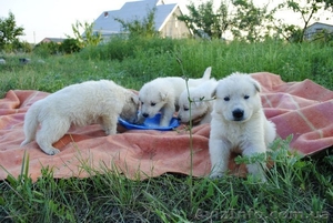 Щенки Белой Овчарки #1137387