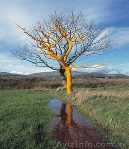 Спилим деревья любой сложности. #1129582