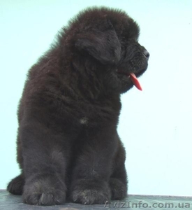 Продам  щенков ньюфаундленда #1133163