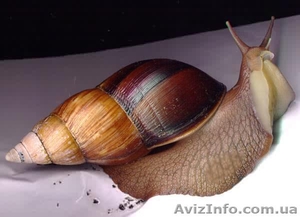 Сеанс омолаживающего массажа африканскими улитками ахатина #1137565