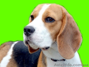 Элит щенки бигля от легендарного Жадора-Интерчемпиона на сайте.  #1140198