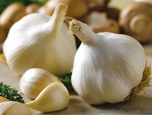 Чеснок. Продам. #1128951
