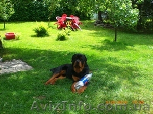 Новый год в деревне #992566