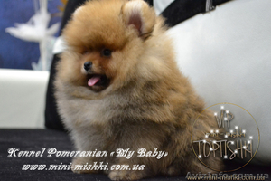 Щенки Карликового померанского шпица VIP-Mini-Mishki Toptishki!!! #1131276