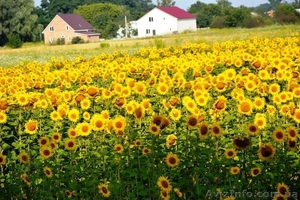 Бориспольском районе , продам участок 10 соток,  для дачи. #1127837