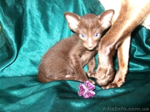 сиамские  и ориентальные котята #1130897