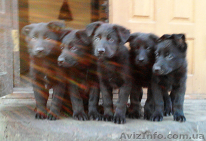 продаются щенки ЧЕРНАЯ немецкая овчарка #1139300