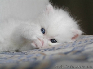 Белый пушистик с голубыми глазами #1133604