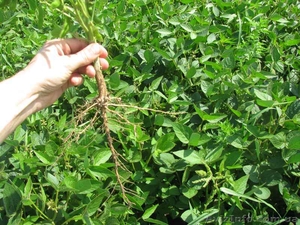 семена сои, ультраранний сорт,  стойкий к Глифосатам #1134927