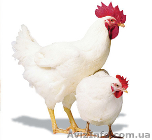бройлеры живым весом #1136547