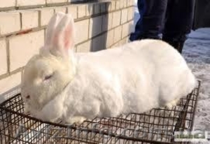 Продам кролей(НЗБ) #1133168