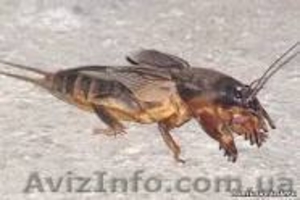 продам медведку от туберкулеза #1132207