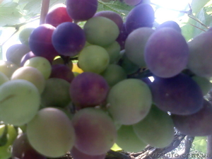 Азовское море. Генгорка. Виноградная 25. Отдых от 35 грн.  #1128865