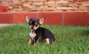 чихуахуа щенки ищут любящих и заботливых хозяев! #1126997