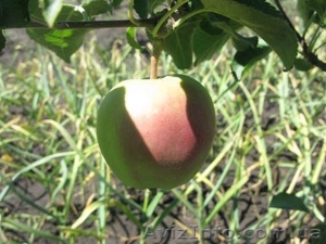 Продам саженцы (мелкий и средний опт) Харьков  на сезон осень-2014 #1133879