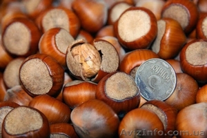 Вегетативные саженцы фундука 