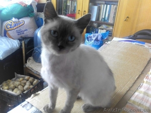 отдам в хорошие руки сиамского кота #1136474