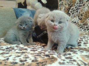 Британские мальчики #1127113