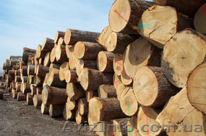 Круглый - лес г.Киев Фансырье #1137900