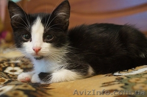 Котята.  Чистые и приучены к лоточку,  от паразитов обработаны.  Девочки.  Очень  #1129929