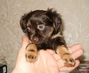 Той-терьера щенок #1138390