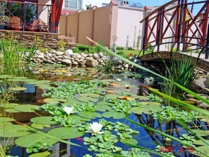 Услуги ландшафтного дизайна #1133196