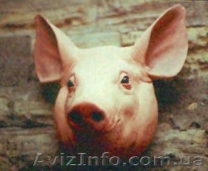 Свиная головизна. Свиной жир. #1128935