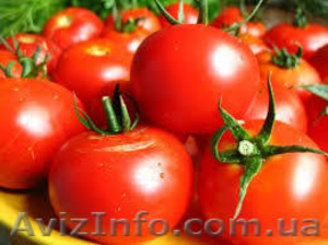 Самые самые свежие томаты с поля! #1133553