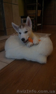 Продается замечательный щенок хаски! #1129493