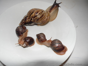 Гигантские африканские улитки-косметологи Ахатина #1133967