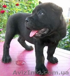 Кане корсо - идеальная порода для охраны и для семьи #1128510