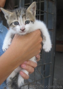 Отдам в добрые руки милых котят #1135038