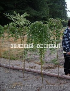 Дерен белый,  купить,  1 м. продажа оптом и в розницу. #1139858