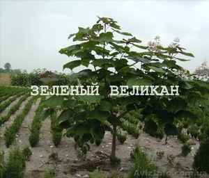 Дейция - цветущее декоративное дерево #1139859